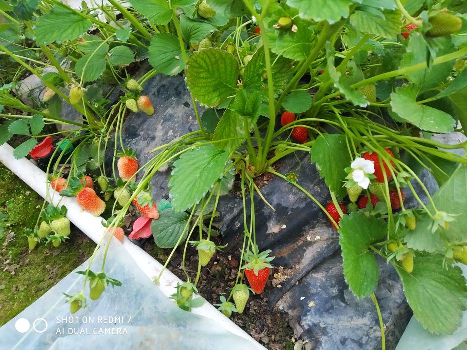 Қулупнай кочатлари