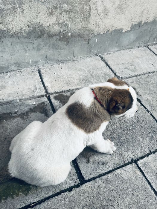 Алабай күшік сатылады