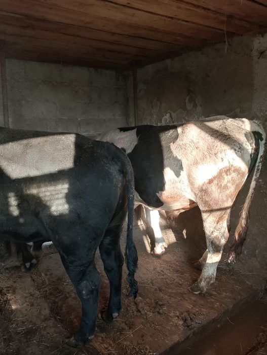 Продам пять Быков