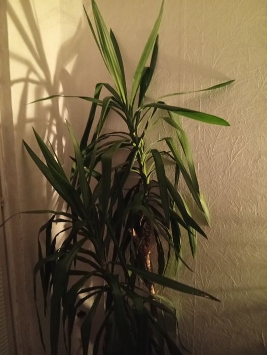 Палма Юка.Вечнозелено нецъвтящо растение.