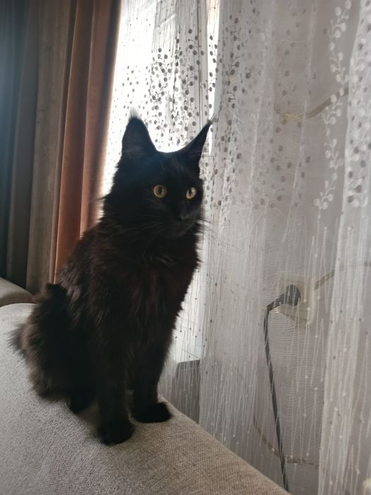 Продам кошка мейн кун