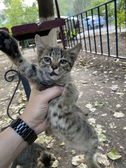 Отдам котят в добрые руки