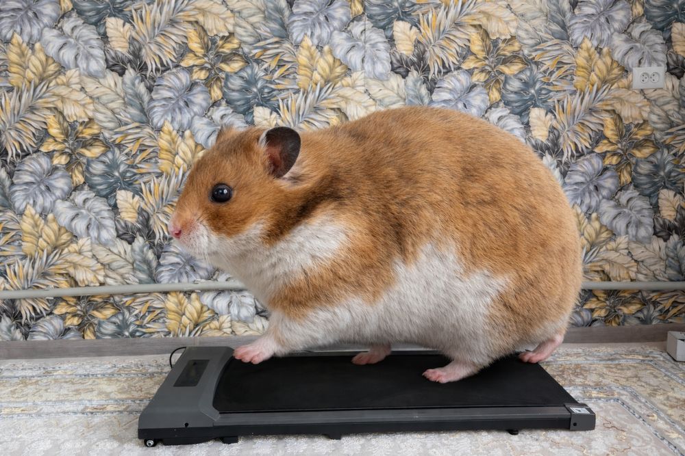 Дорожка для ходьбы