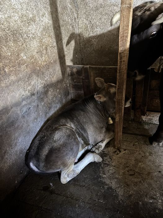 vaca Metis  cu vitel
