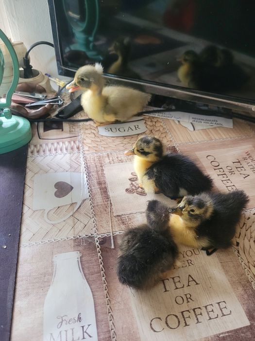 Vând rățuşte cu moț