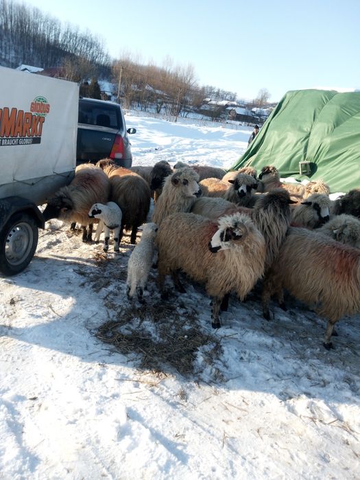 Disponibile 20 de oi