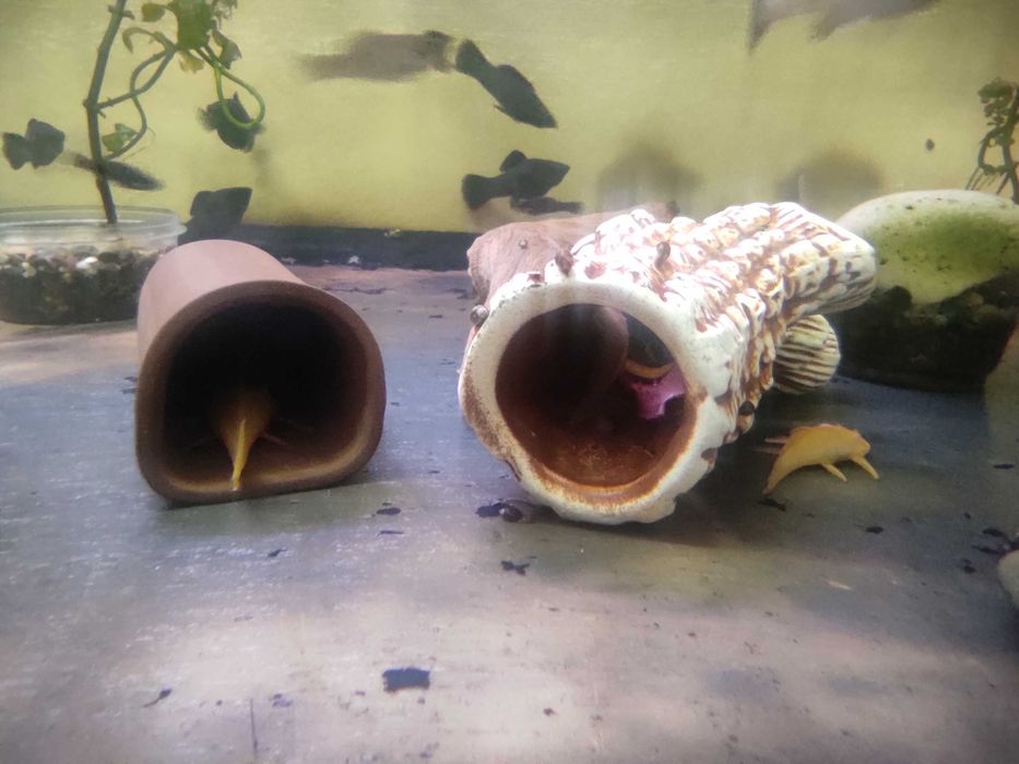 Сомики Анциструсы