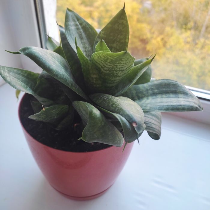 Цветок сансиверия.