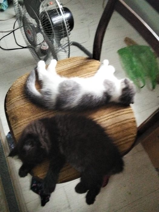 Котенок, 2 месяца, девочка