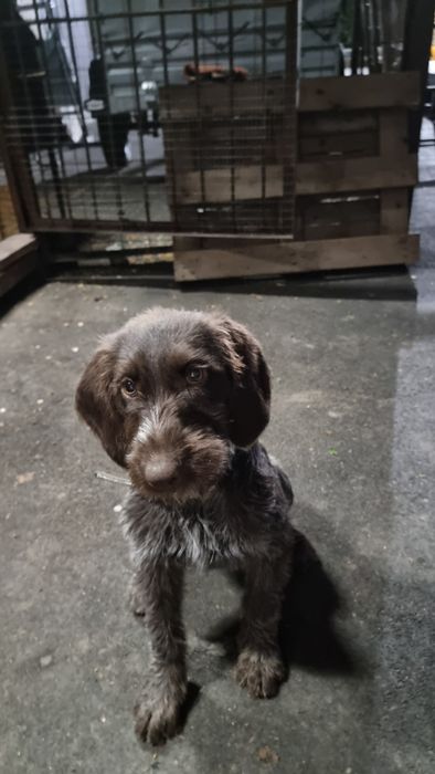 Продам щенка Дратхаар