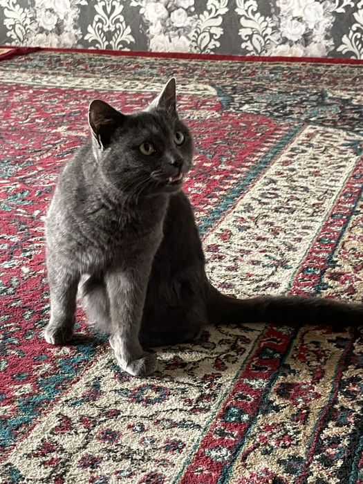 Кошка, мушук