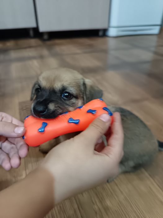 Дарю щенят. 2 мальчика и девочка