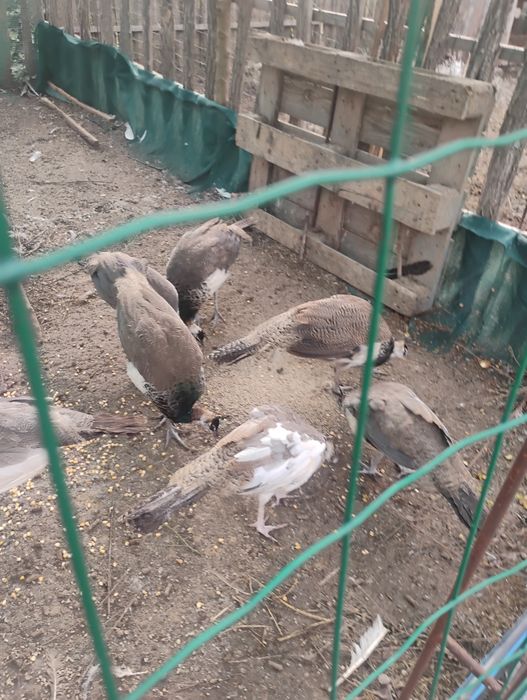 Пауни  мъжки и женски на 6 месеца.