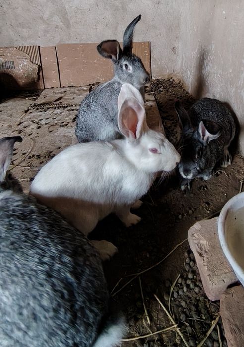 Куёнлар сотилади