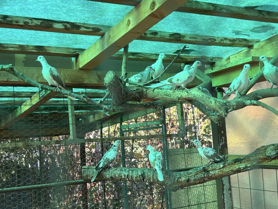 Vand Turturele Razatoare