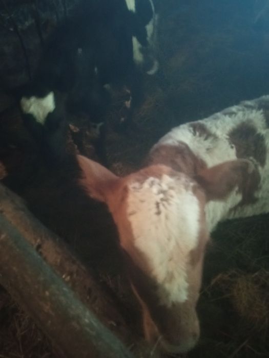 Продам оптом телять