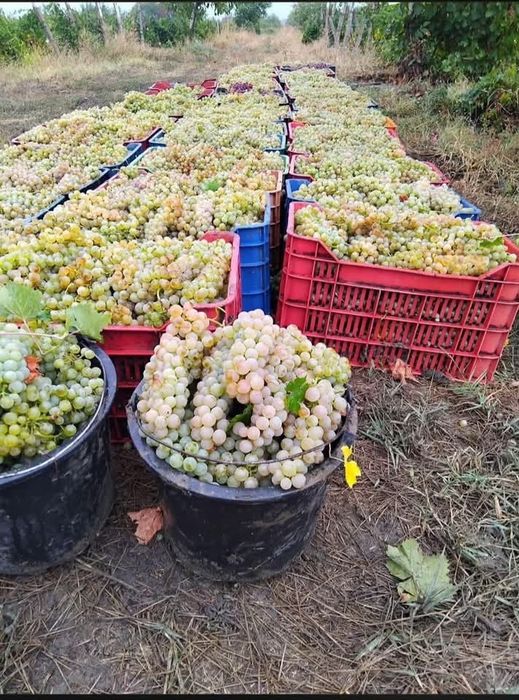 Struguri de vin cu livrare ori unde