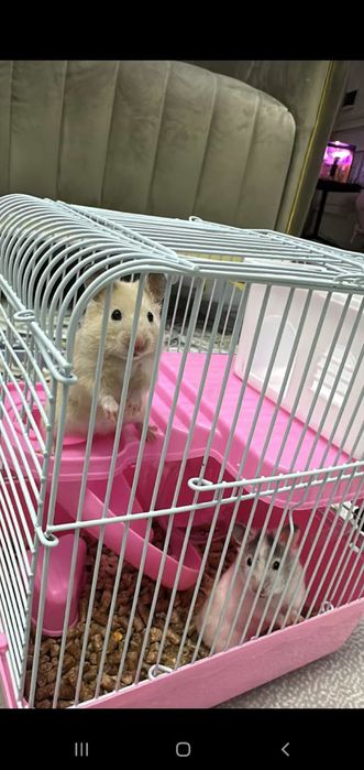 Хомяк лар бар сатилады