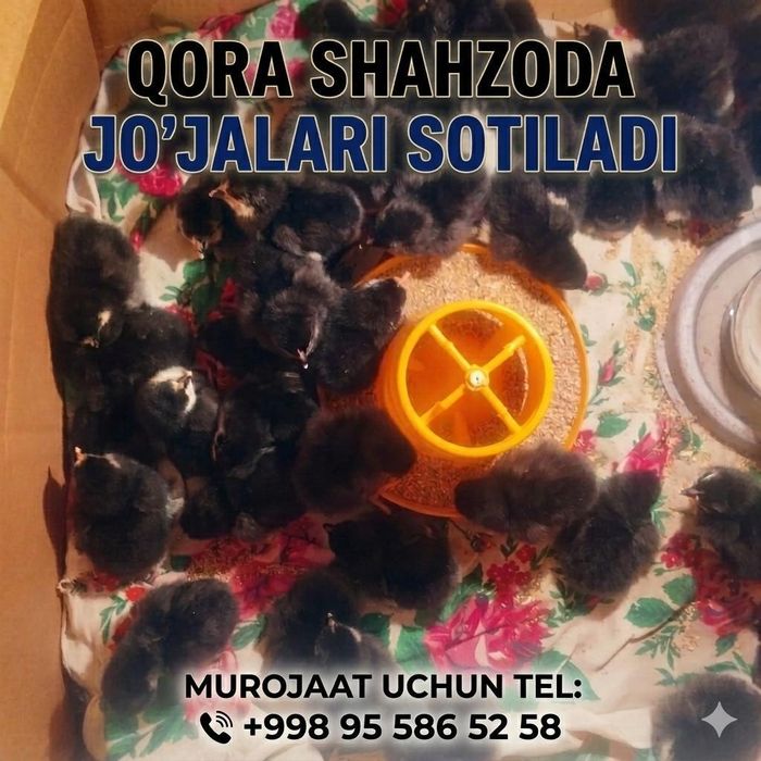 Qora shaxzoda jojalari zotdor