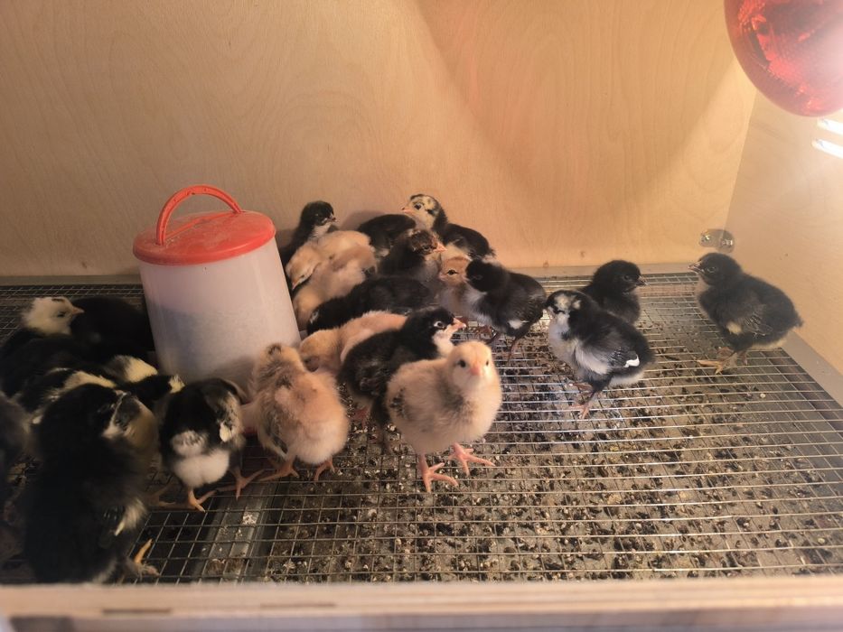 Продаются цыплята