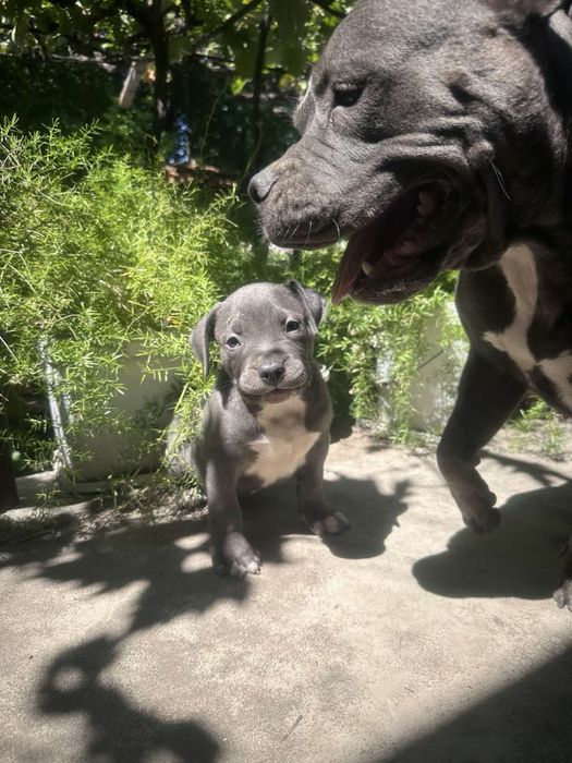 питбулче (bully)