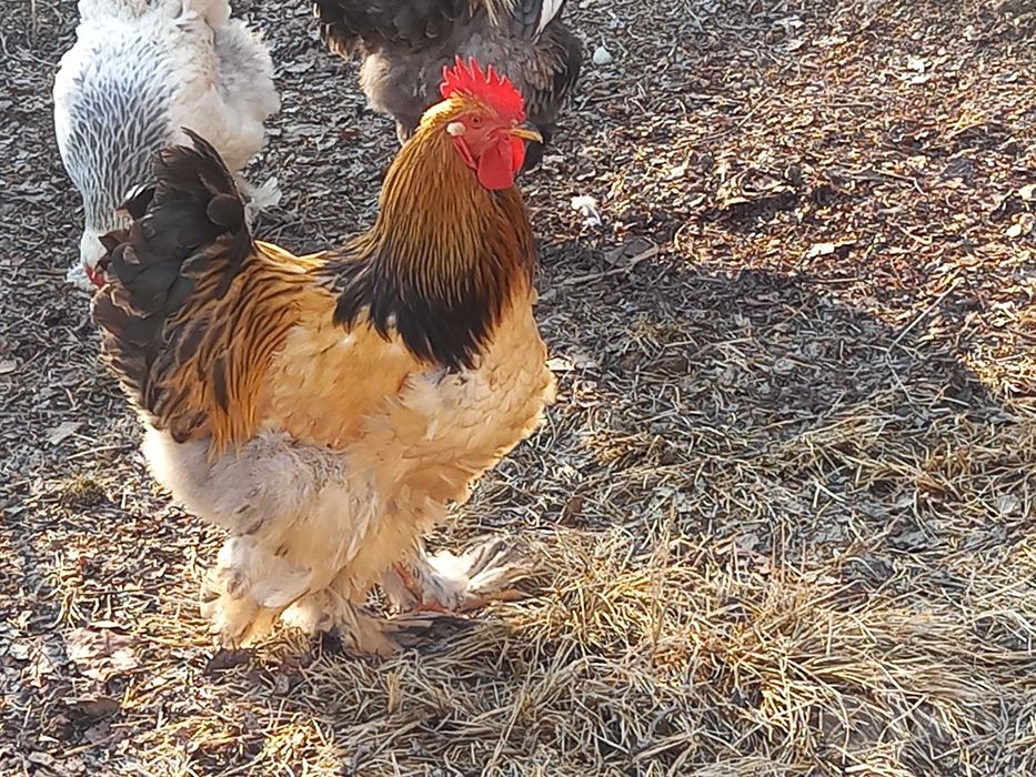 Brama xurozlar sotiladi toza