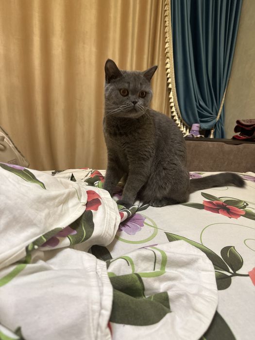 Отдам породистого кота в добрые руки