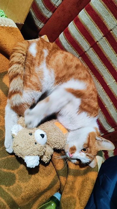 Коте Сами търси дом, осинови го