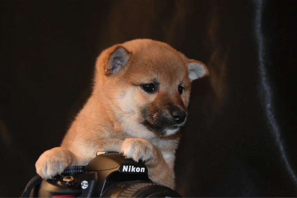 Щенки сиба ину