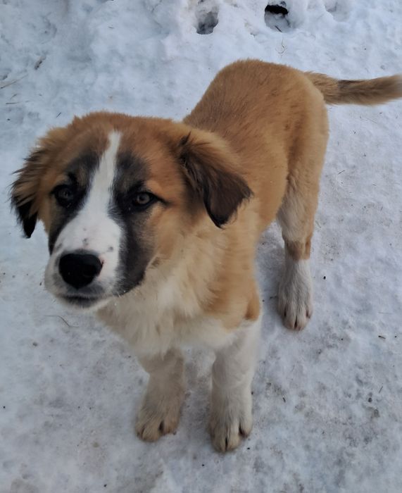 Отдам щенят в добрые руки