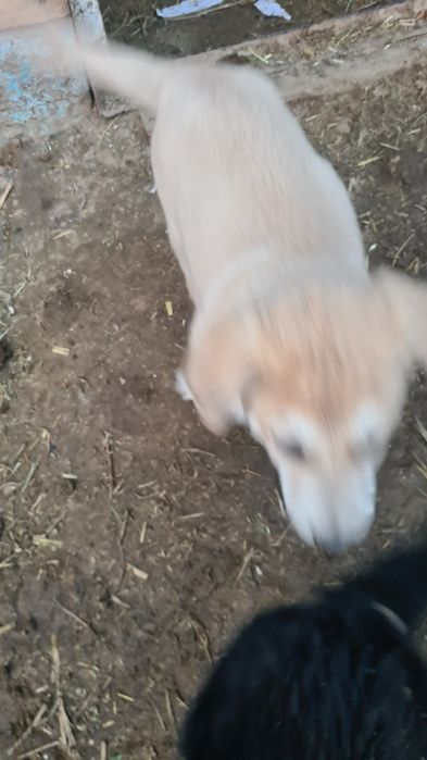 Күшік сатылады тазы