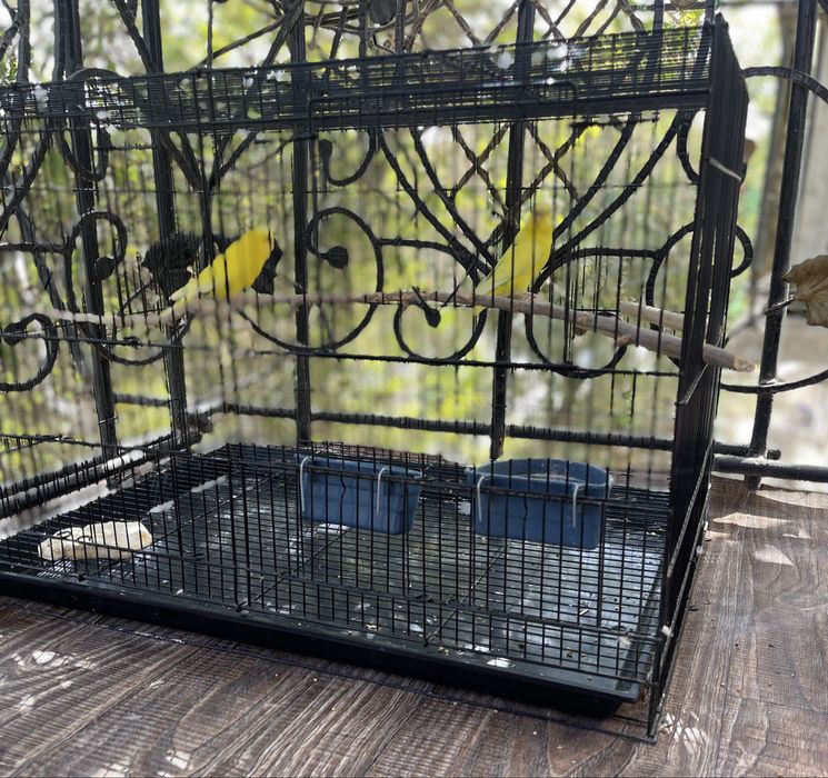 Волнистые попугайчики