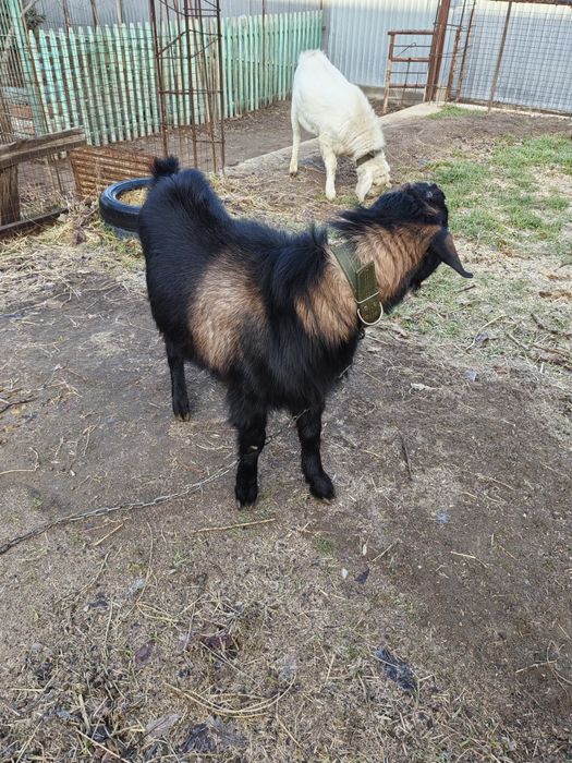 Козел Альпийский