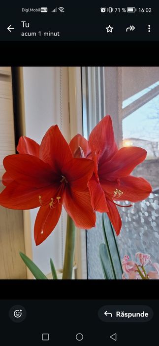 Crin Imperial, culoarea rosu.