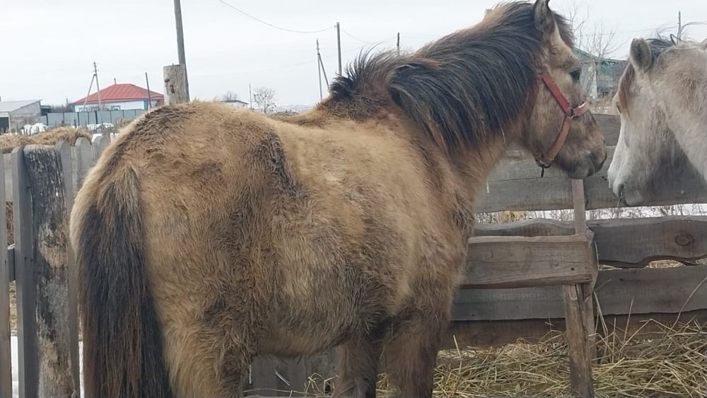 Айғыр саттам иии