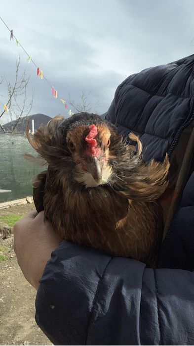 Vand Gaini, Gaste , Bibilici de anul trecut…