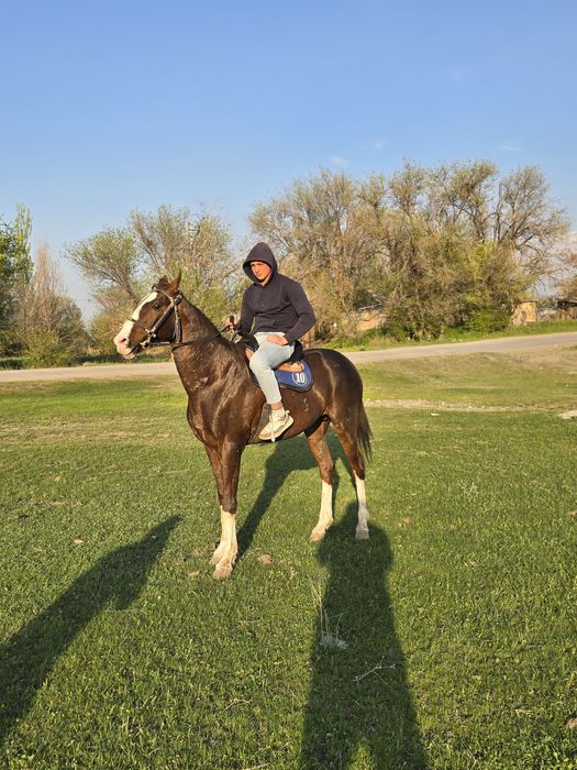 Жеребец Айгыр Лошадь