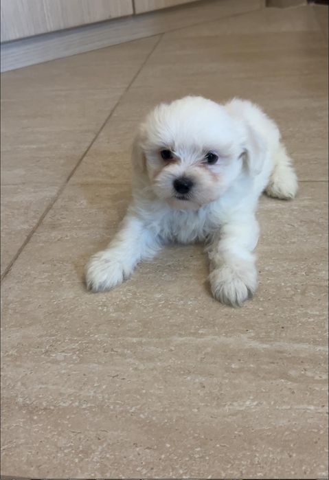 Bichon maltez talie mica