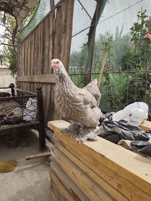 Tyomniy Xoroz bso makyon sotuvda