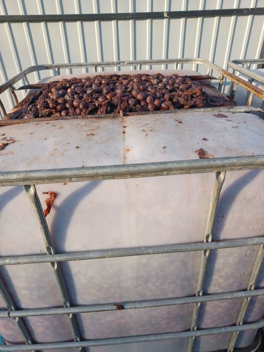 Prune de vanzare