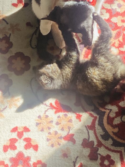 Котенок девочка