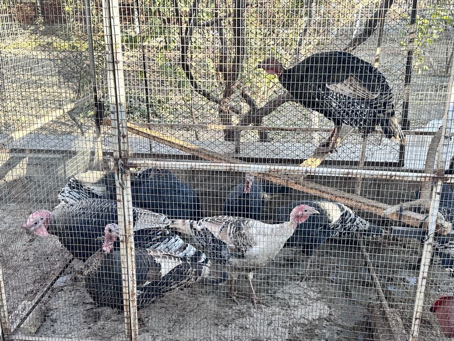 Индюклар сотилади