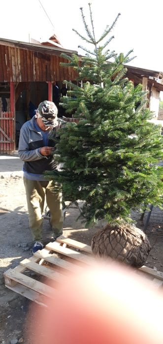 Platan  palmier tuia mesteacăn tei