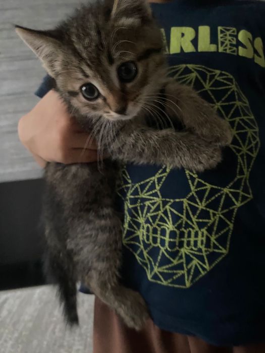 Отдам котенка в добрые руки