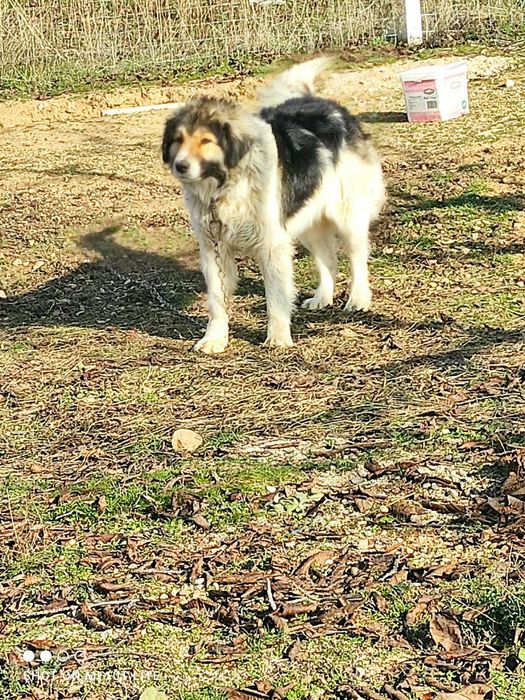 Каракачанско куче