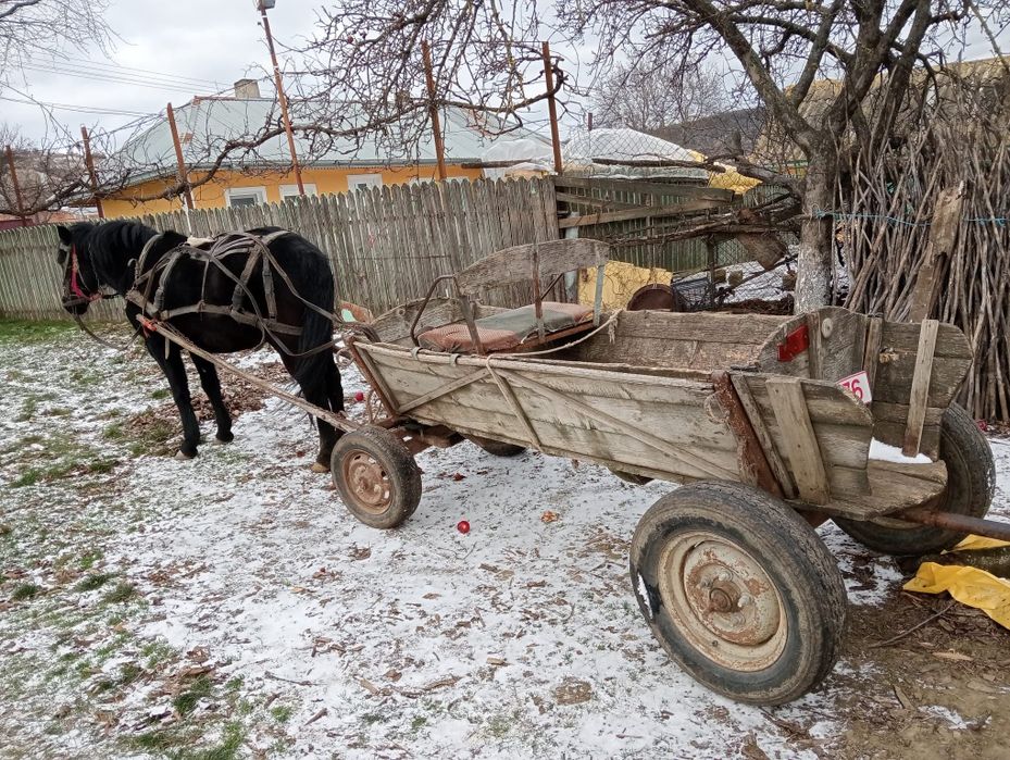 Vând iapa  cu tot cu căruța