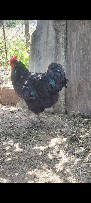 Vând găini  și ouă Jersey Giant