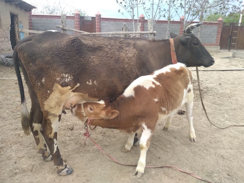 Бұзаулы Сиыр           .