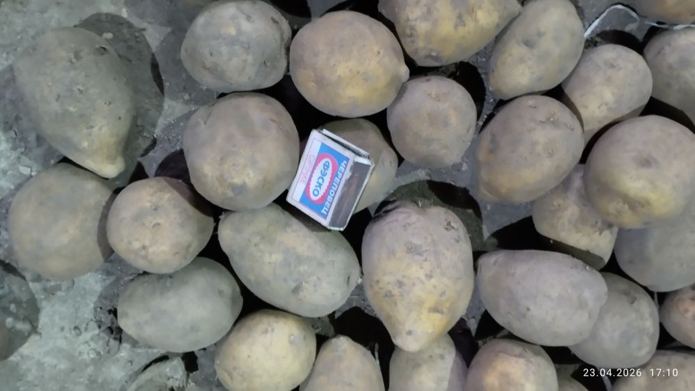 Картофель семенной сорт гала,