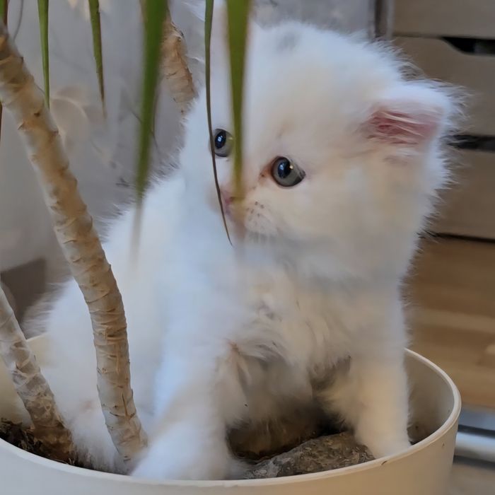 Британски котета с родословие. Чистокръвни котенца